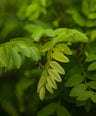 Catechu