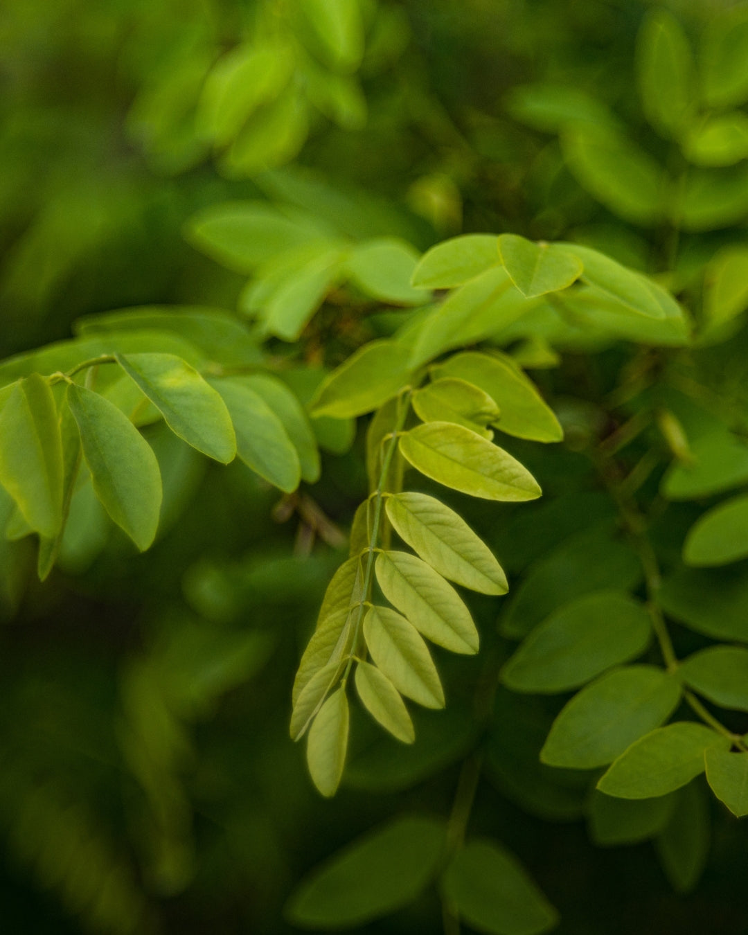 Catechu