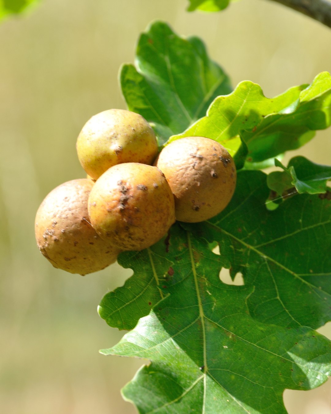 Ground Oak Galls