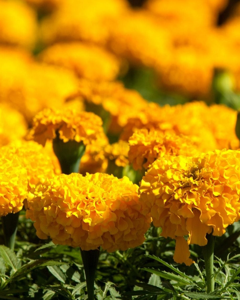 Marigold