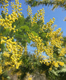 Catechu