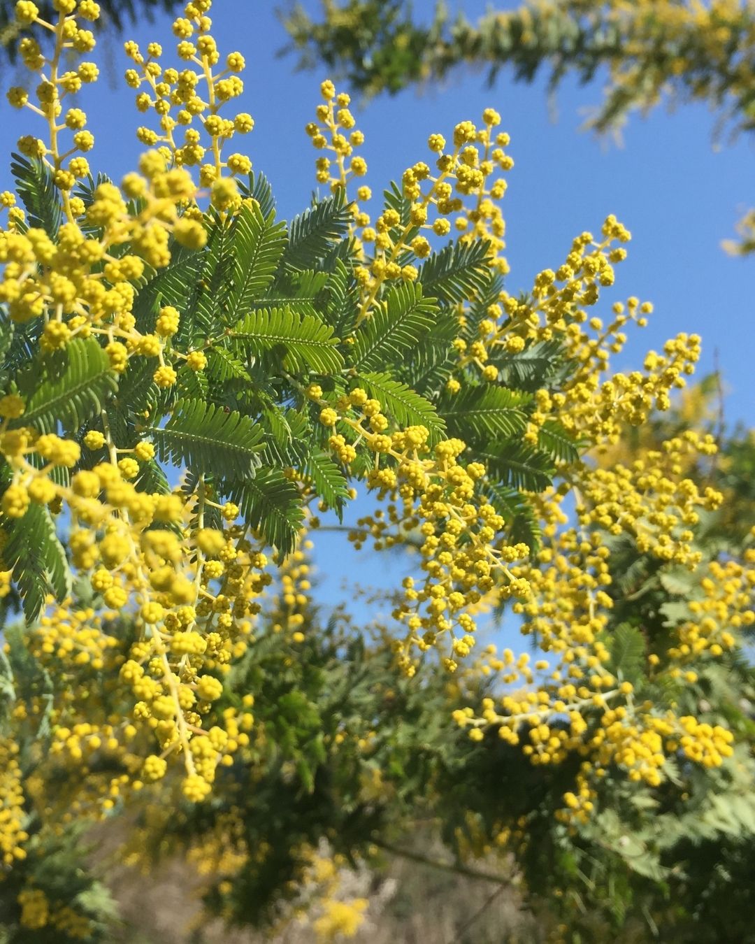 Catechu