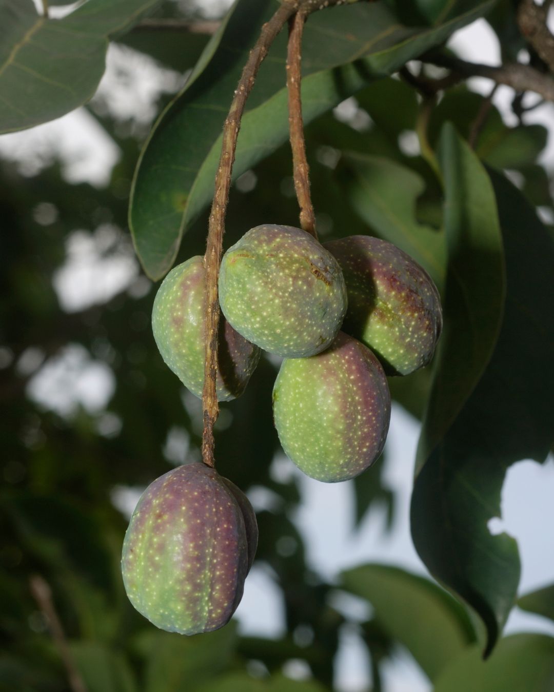 Myrobalan extract